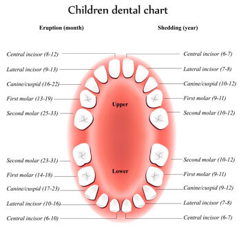Tooth Eruption Chart - Pediatric Dentist in Livingston, NJ